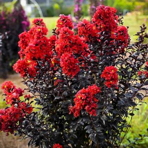 The vibrant colors of sunset magic crepe myrtle trees: A visual delight